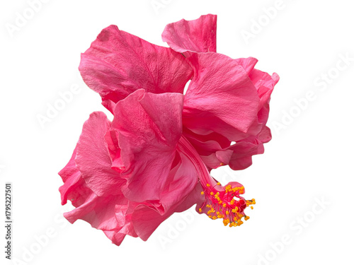 red hibiscus flower, Rose Mallow, Chinese Rose, Hibiscus rosa-sinensis, Hibiscus, Shoe flower, Flowers, leaves, blooming flowers, petals, stamens, pink, orange, yellow, red, green, png