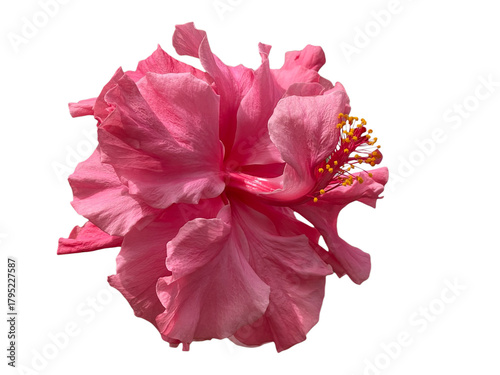 pink hibiscus flower, Rose Mallow, Chinese Rose, Hibiscus rosa-sinensis, Hibiscus, Shoe flower, Flowers, leaves, blooming flowers, petals, stamens, pink, orange, yellow, red, green, png