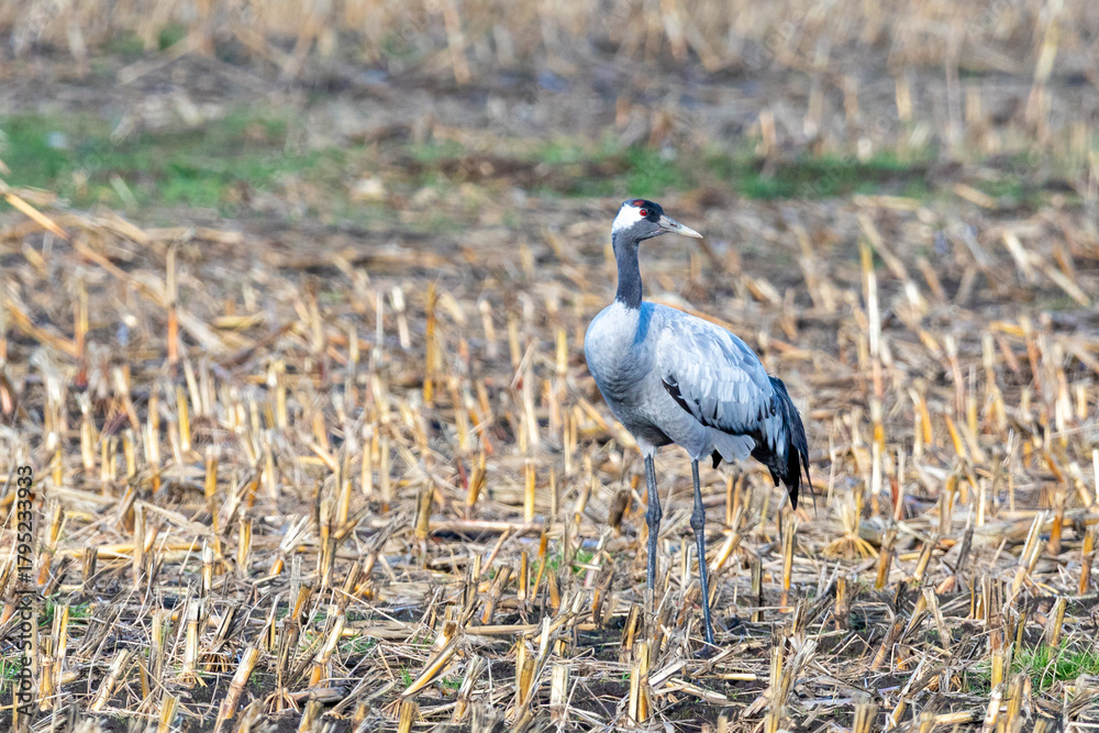 Fototapeta premium Kranich auf abgeernteten Maifeld in der Region Zingst an der Ostsee.
