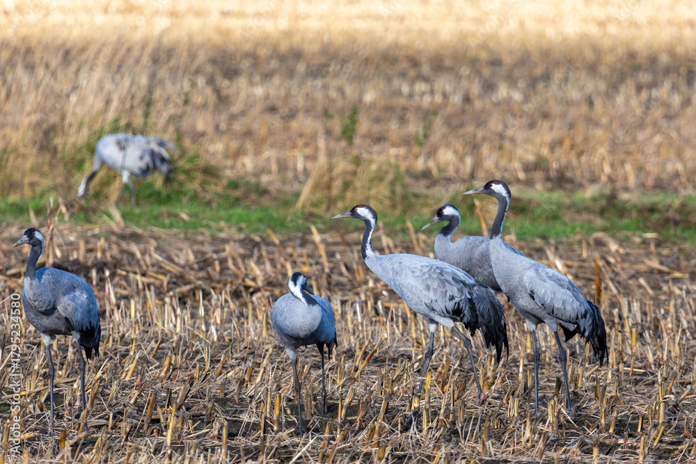 Fototapeta premium Kraniche auf abgeernteten Maifeld in der Region Zingst an der Ostsee.