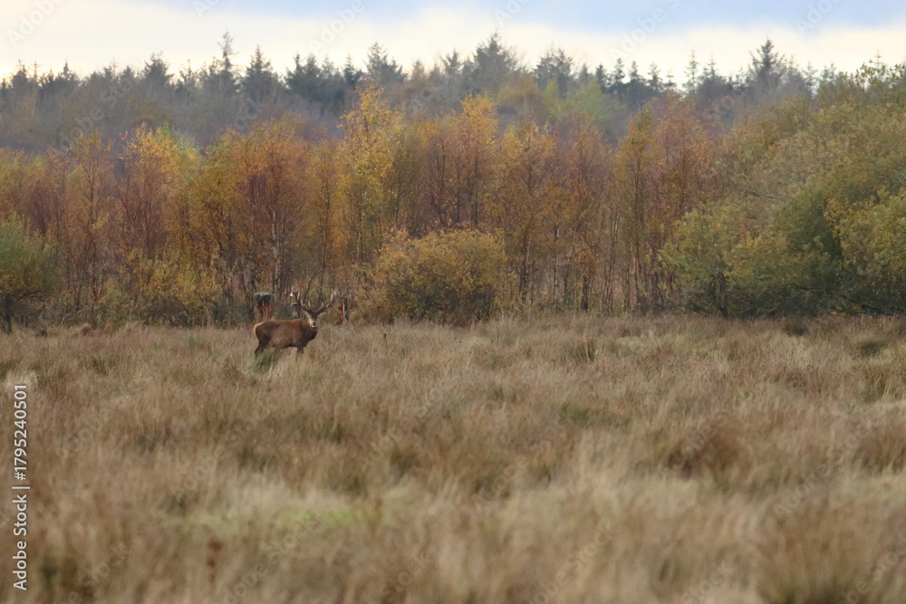 Fototapeta premium denmark