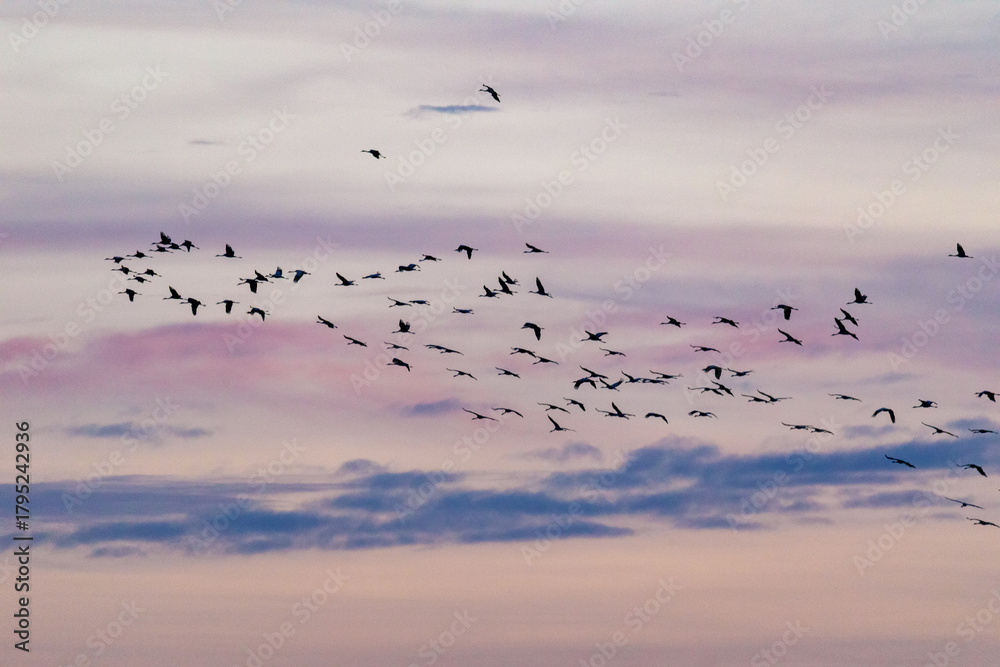 Obraz premium Am rosa Himmel fliegende Kraniche.