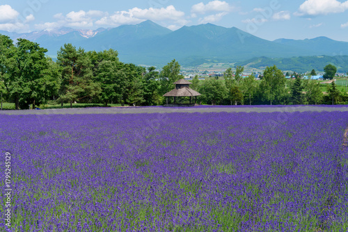 北海道・富良野 ファーム富田のラベンダー畑と青空の風景