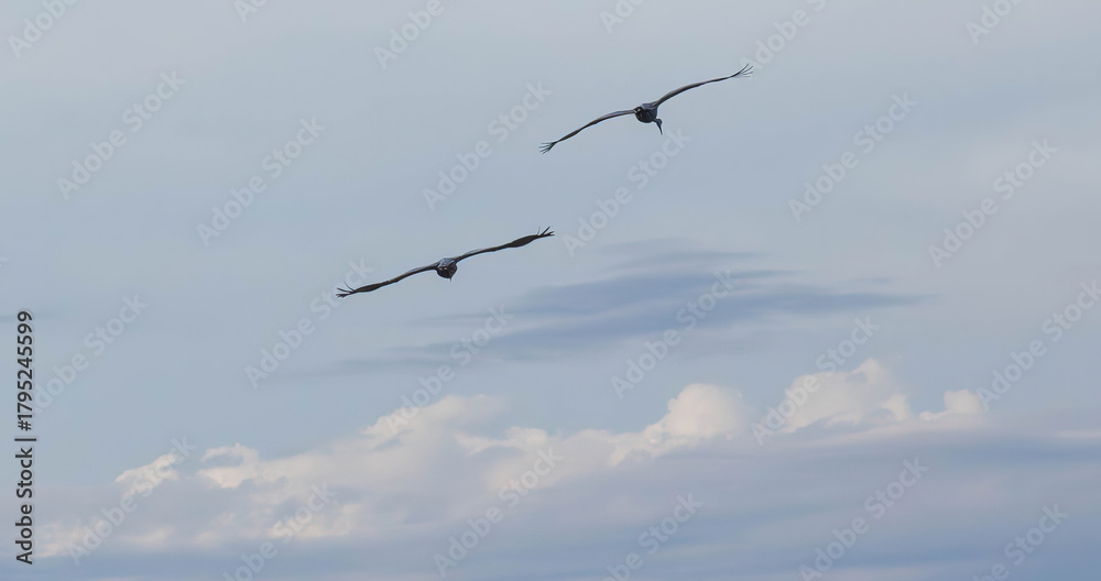 Obraz premium Sandhill cranes in flight