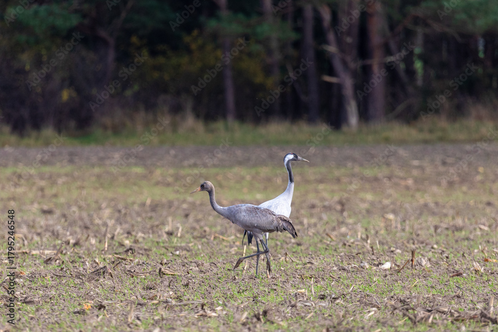 Obraz premium Kraniche auf abgeernteten Maifeld in der Region Zingst an der Ostsee.