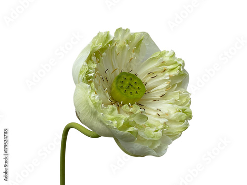 white dahlia flower, white water lily, Waterlily, Lotus, Pink, purple, red, white, green, beautiful, yellow, png