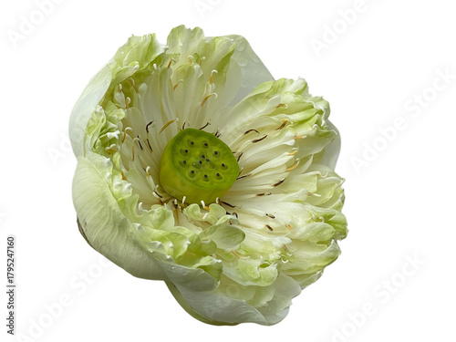 close up of a flower, white water lily, Waterlily, Lotus, Pink, purple, red, white, green, beautiful, yellow, png