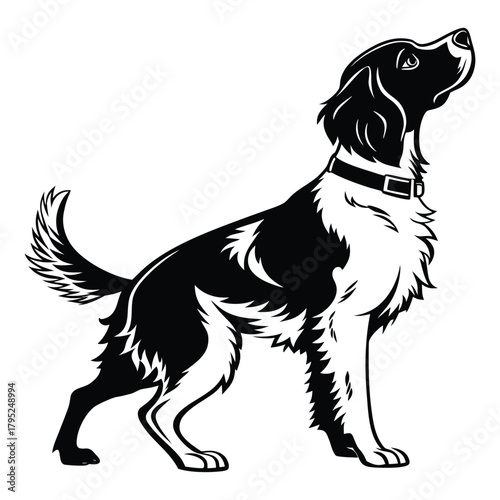 Black and white illustration of a proud english springer spaniel dog standing attentively looking up
