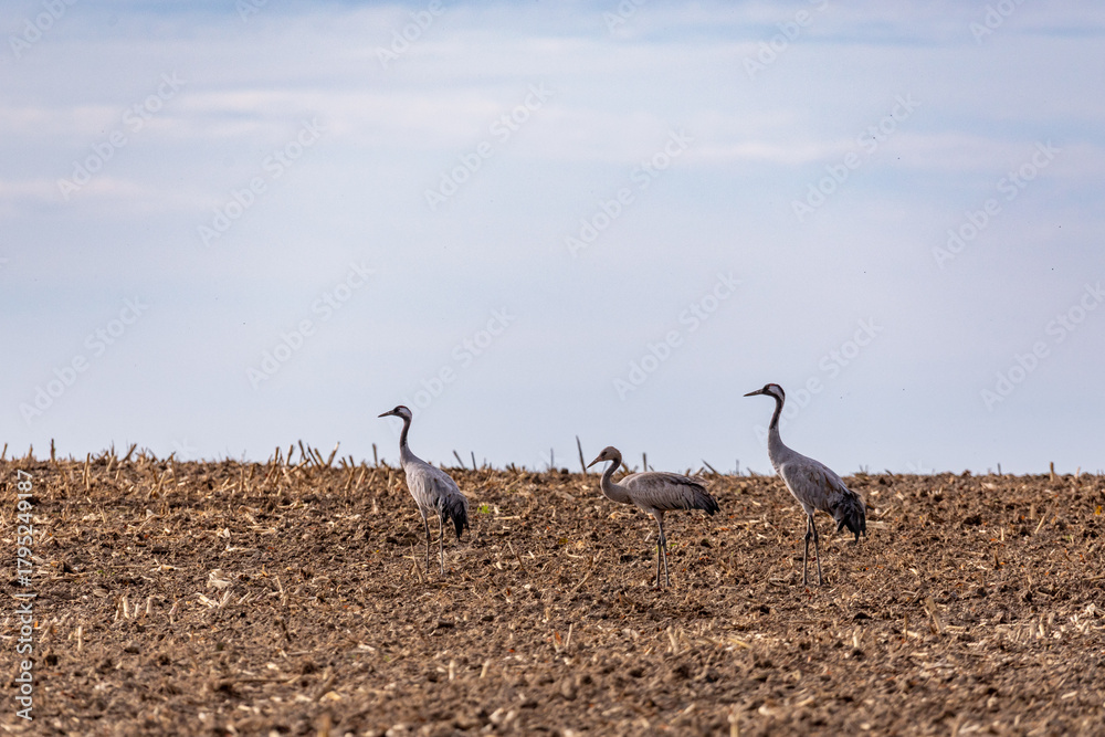 Obraz premium Kraniche auf abgeernteten Maifeld in der Region Zingst an der Ostsee.