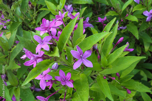 pink flowers in the garden
