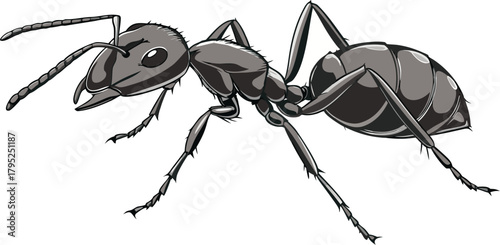 High Quality Close-Up Ant Macro Image