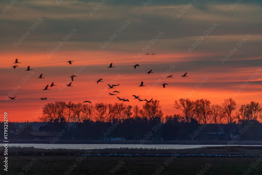 Obraz premium Nach Sonnenuntergang fliegende Kraniche am Bodden vor Zingst.