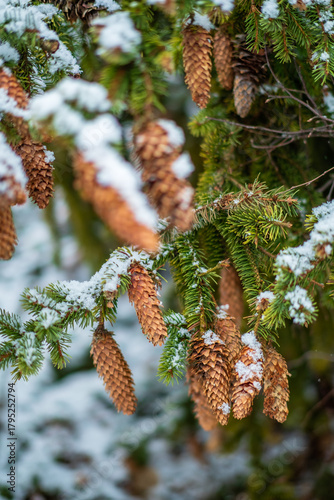 Pine cones dangle from a green branch, dusted with fresh snow in a tranquil winter setting
