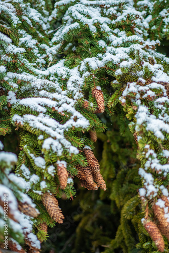 Pine branches adorned with snow and pine cones create a serene winter scene filled with peace