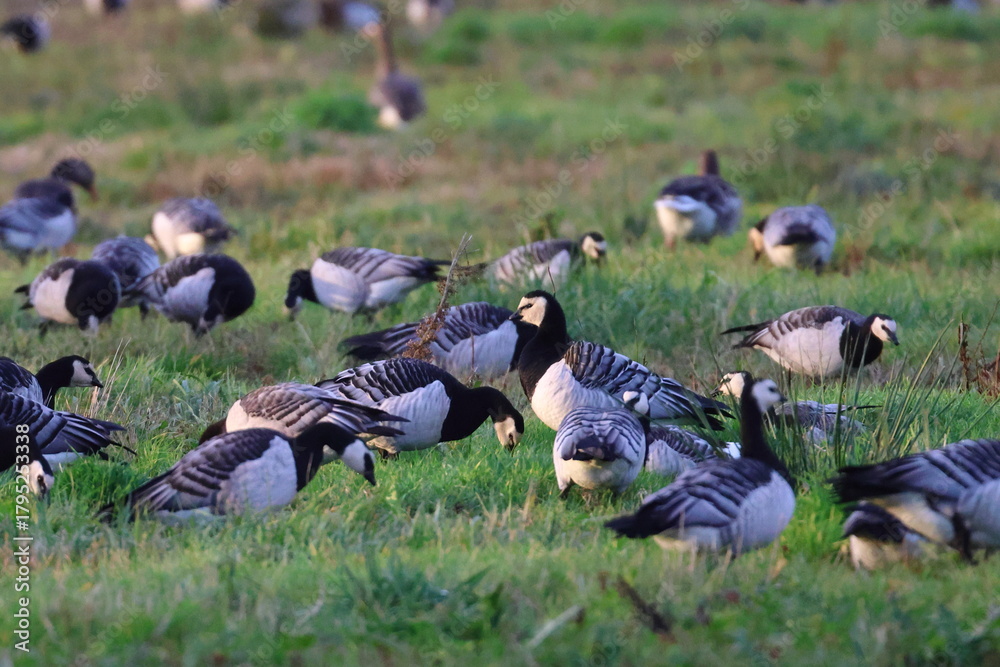 Fototapeta premium geese