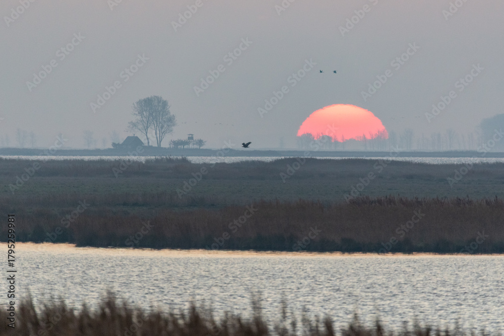 Obraz premium Seeadler und Kraniche bei Sonnenaufgang am Bodden vor Zingst.