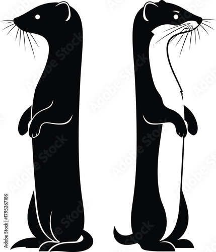 Stoat ermine weasel vector illustration standing black and white art eps silhouette