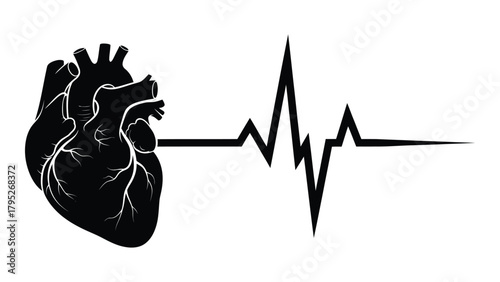 Anatomical heart and ekg line silhouette isolated on white background, Vector