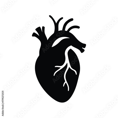 A silhouette of a human heart with veins and arteries on a white background