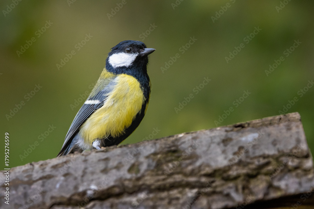 Fototapeta premium Great Tit Perched on Natural Woodland Branch