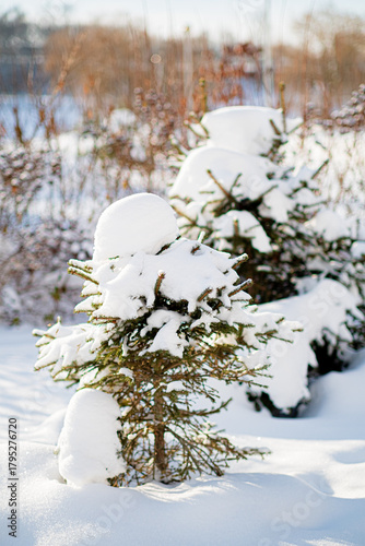 Small evergreen trees are blanketed in thick white snow, creating a peaceful winter scene
