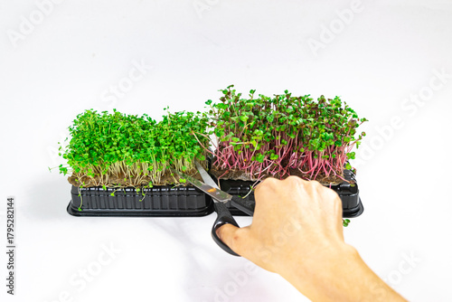 Woman's hand cuts microgreen of arugulal sprouts with scissors.  White background.