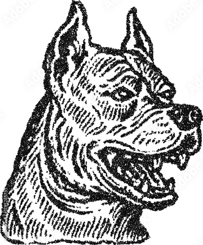 Pitbull head in a powerful stipple engraving style. Vector for themes of security, danger, and animal aggression
