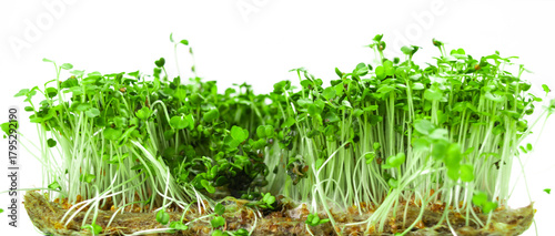 Mold and rot on young green sprouts of arugula microgreens. Problems of growing useful shoots arising from improper plant care.