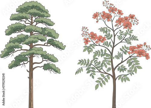 Coniferous pine tree and flowering deciduous tree side by side, seasonal contrast, nature diversity, tropical bloom, evergreen foliage, botanical comparison, forest flora, landscape illustration