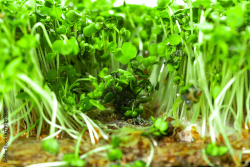 Mold and rot on young green sprouts of arugula microgreens. Problems of growing useful shoots arising from improper plant care.