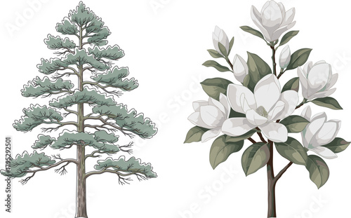 Coniferous tree and flowering magnolia side by side, botanical comparison, nature diversity, tree species contrast, foliage and blossom study, educational illustration, forest flora identification, 