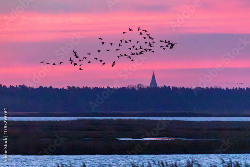 Bei Morgenrot fliegende Gänse vor Sonnenaufgang am Bodden vor Zingst.