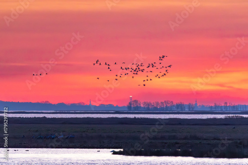 Bei Morgenrot fliegende Kraniche vor Sonnenaufgang am Bodden vor Zingst.