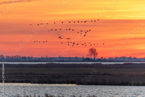 Bei Morgenrot fliegende Kraniche vor Sonnenaufgang am Bodden vor Zingst.