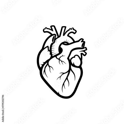 Detailed black and white anatomical drawing of a human heart with visible veins and arteries shown