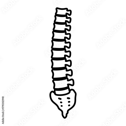 Illustration of a human spine with vertebrae and sacrum in black and white outline style drawing art
