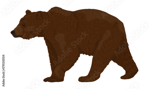 Brown bear walking forward. Realistic Vector Animals
