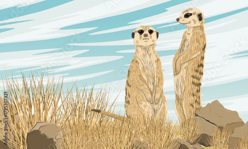 A pair of meerkats standing in dry grass. Desert wildlife. Realistic vector landscape.