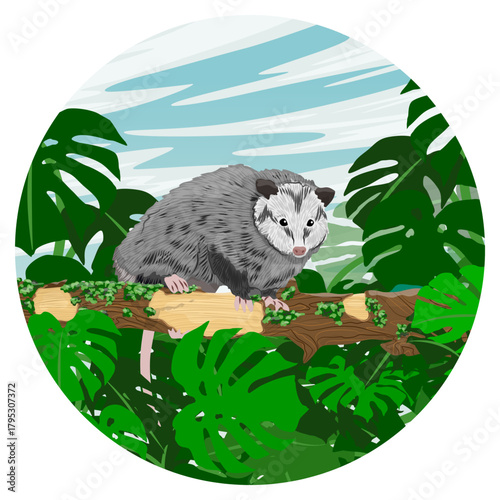 Round composition. An opossum sits on a branch in the jungle. Virginia opossum or North American opossum. Realistic vector landscape.