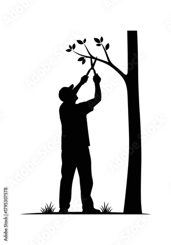 Man pruning an urban tree on a transparent background
