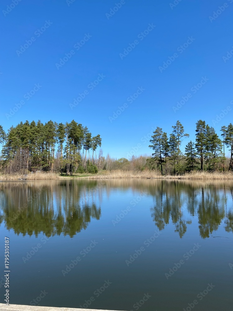 Obraz premium River in the forest