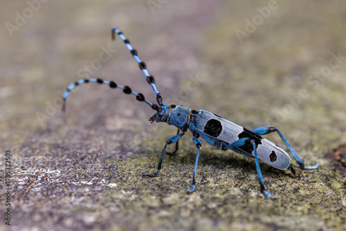 Alpenbock (Rosalia alpina)