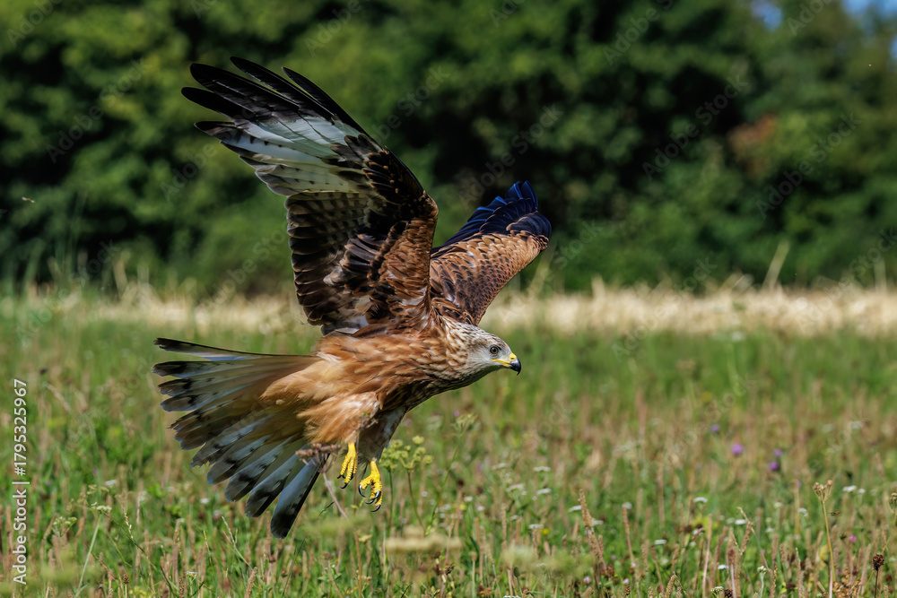 Obraz premium Rotmilan (Milvus milvus)