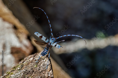 Alpenbock (Rosalia alpina)