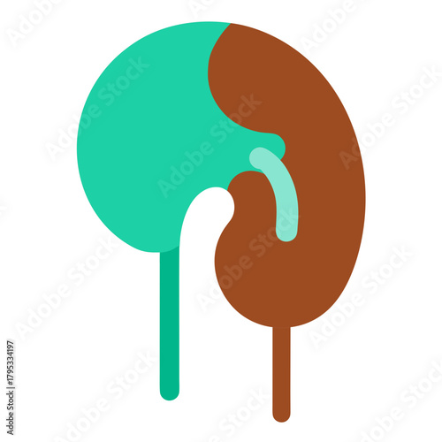 Abstract representation of a kidney with a ureter and renal pelvis