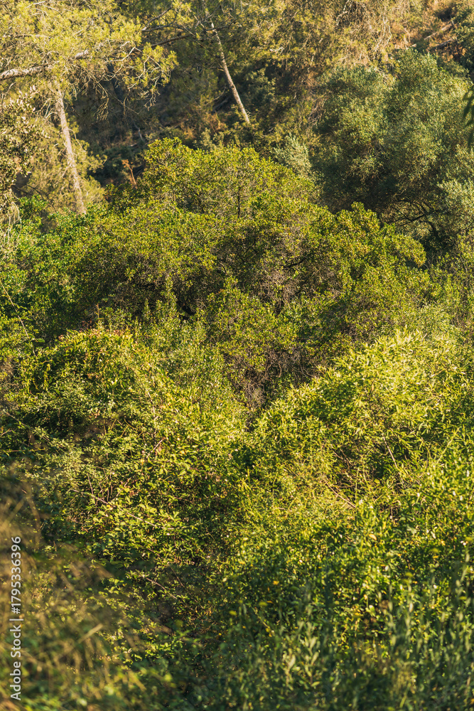 Fototapeta premium Lush hilly environment with different species of trees in green color gradations. National Park Montes de Malaga, Andalusia, Spain.