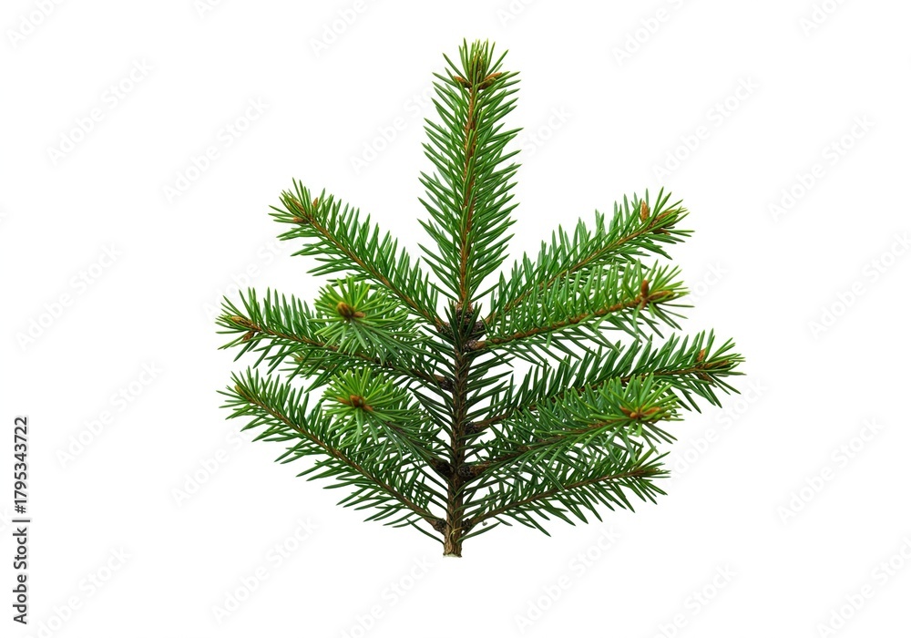 Naklejka premium A fresh pine branch, adorned with vibrant green needles, stands prominently against a pure, clean white background, highlighting its natural beauty and texture ,natural ,bright ,needles