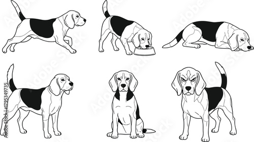 Monochromatic black and white Beagle dog illustration set featuring various actions like eating, sniffing, standing, sitting, and resting, ideal for coloring books and outlines.