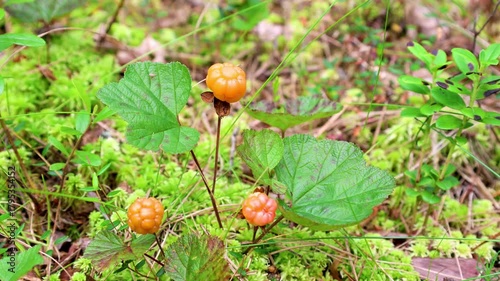 Wild marsh berry cloudberry ripened in forest swamp