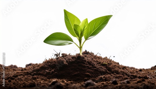 green plant sprouting from rich soil white isolated background